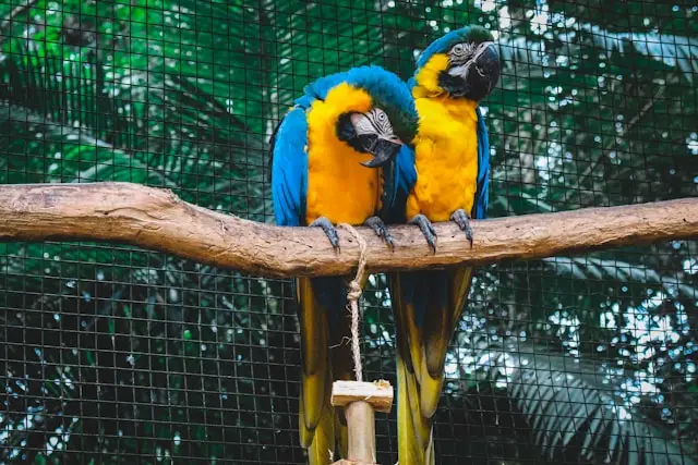 Parque das Aves en Foz de Iguazú