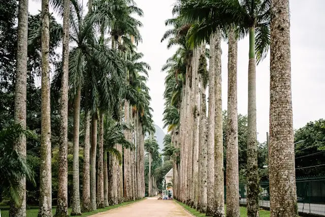 Paseo entre palmeras en el Jardín Botánico de Río de Janeiro