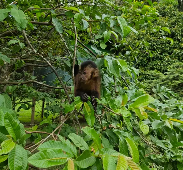 Monos en libertad en la Isla de los Monos