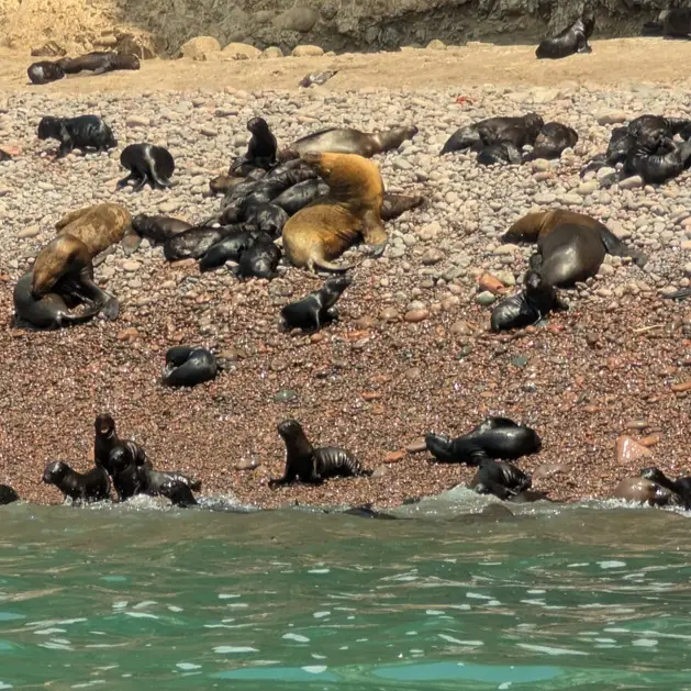 Lobos marinos en Islas Ballestas en Paracas