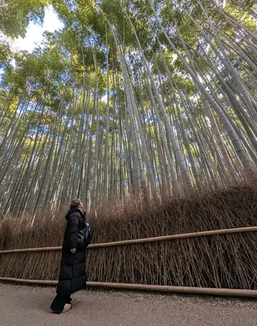 Bosque de bambú de Arashiyama