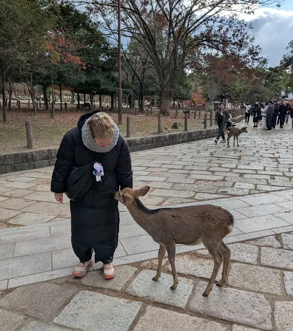 Ciervos reverenciando en el Parque de Nara