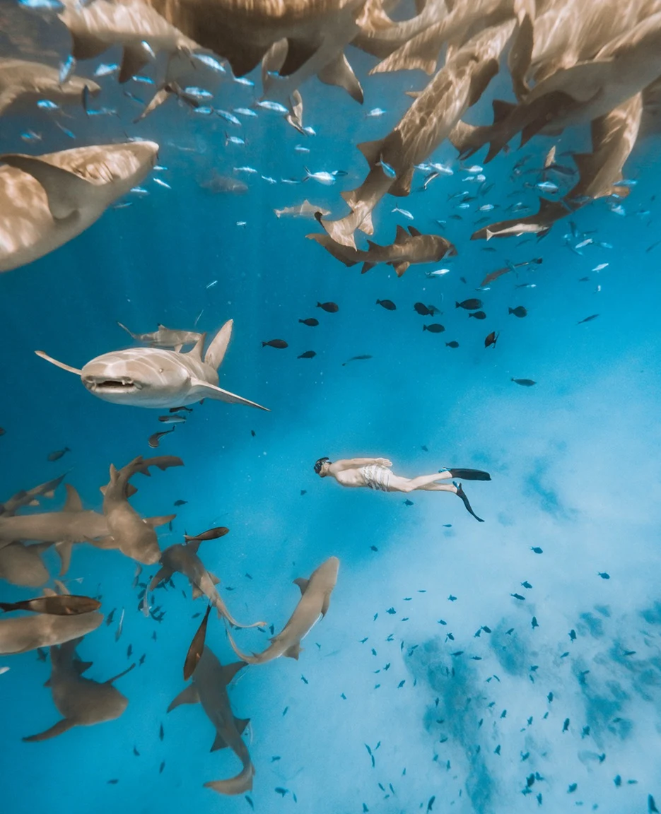 Tiburones nodriza en Maafushi