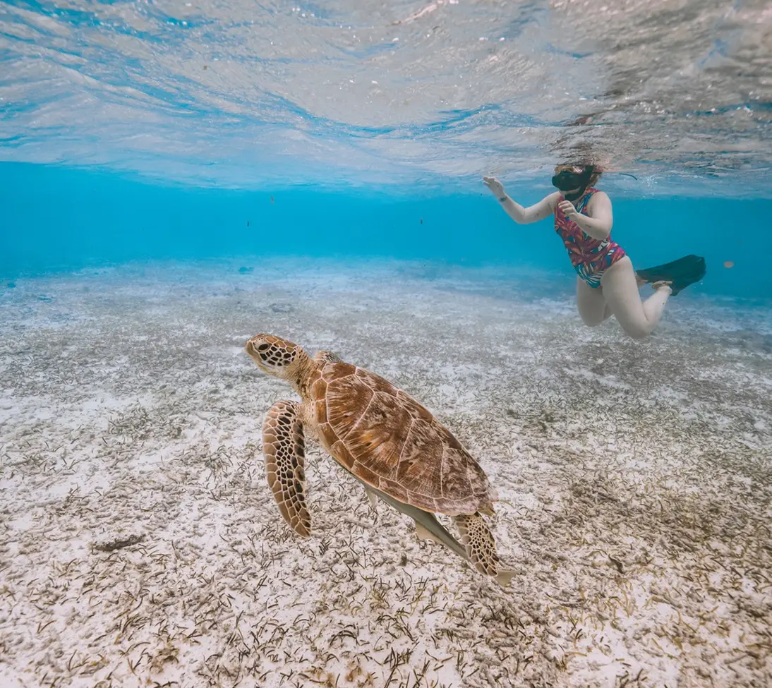 Snorkel con tortugas en Maldivas
