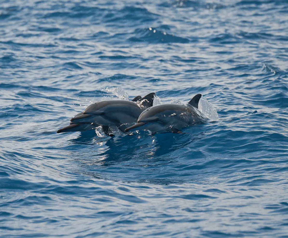 Snorkel y avistamiento de delfines