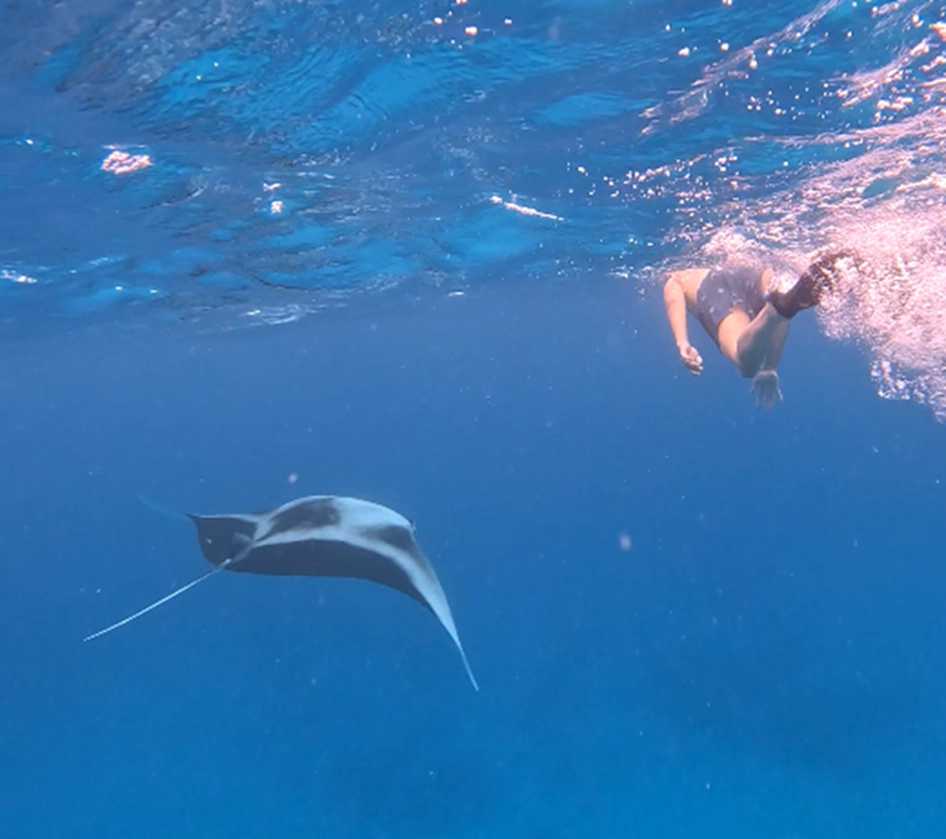 Snorkel con mantarrayas