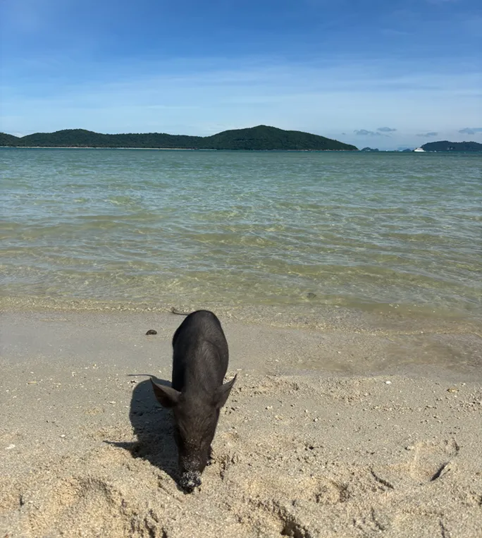 Cerdos en Koh Mat Sum