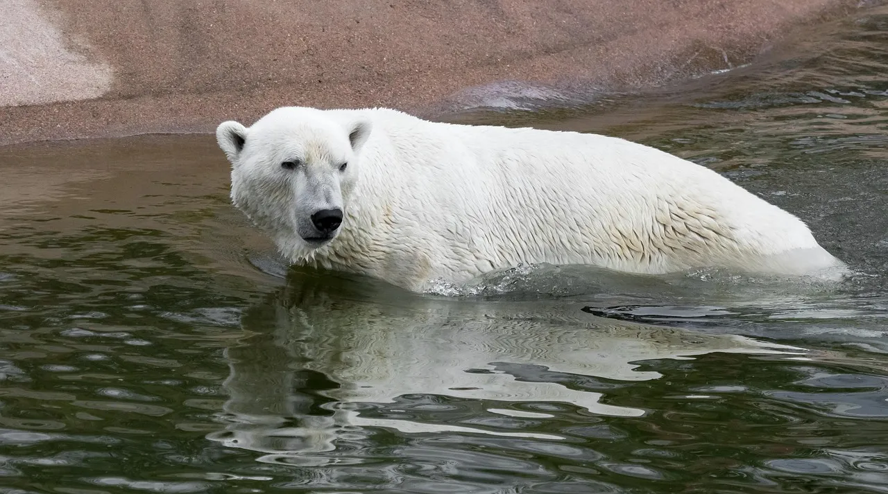 Oso polar en Ranua Wildlife Park