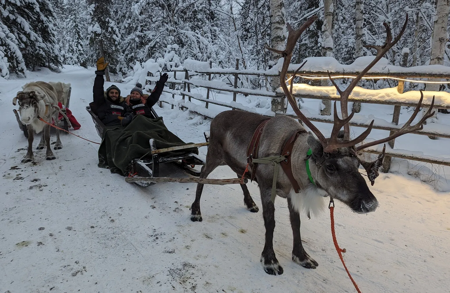 Trineo tirado por renos en Laponia