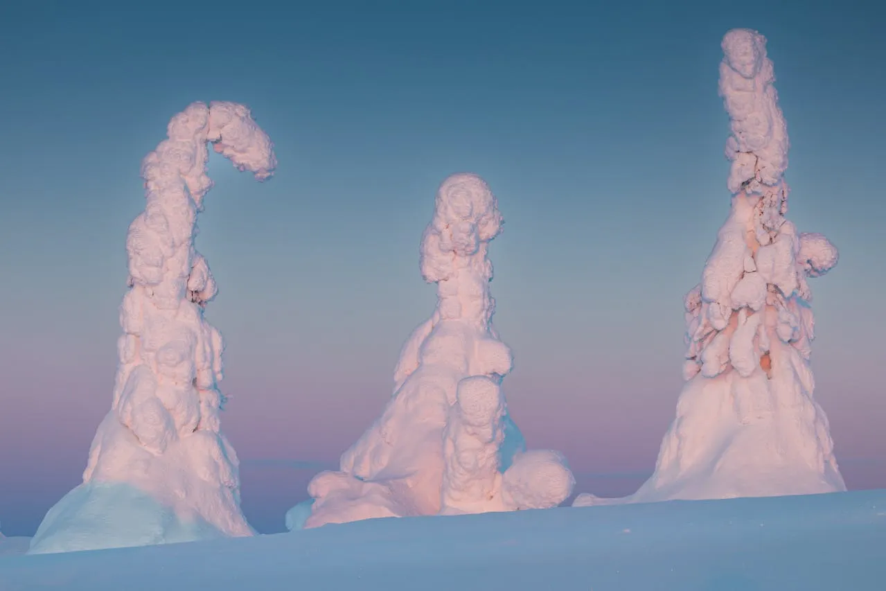 Paisaje nevado en Riisitunturi