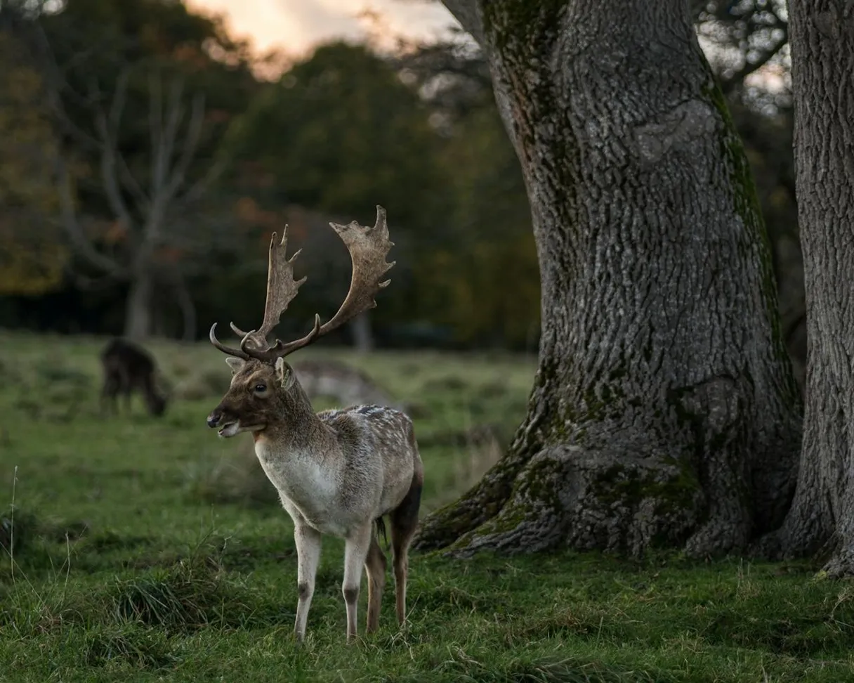 Phoenix Park en Dublín