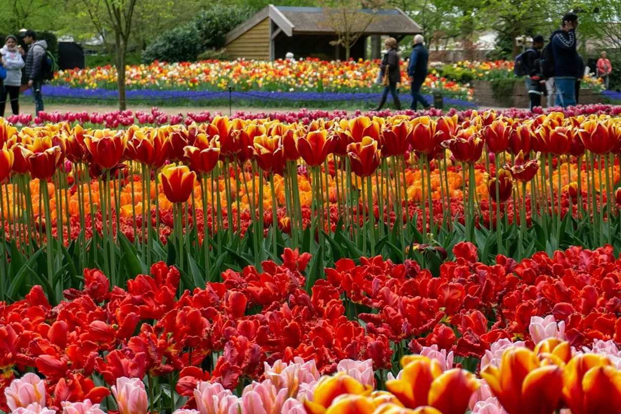 Campos de tulipanes en Keukenhof