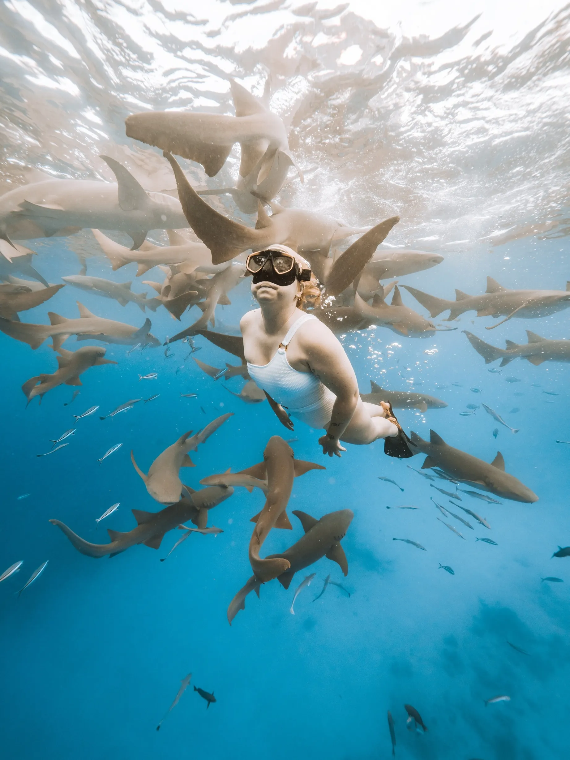 Snorkel con tiburones y barco hundido